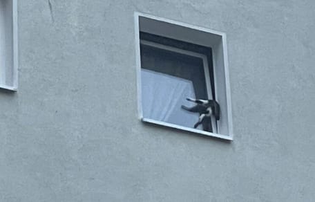 Katze steckt in Fenster fest