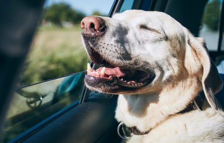 como llevar a mi perro en el coche