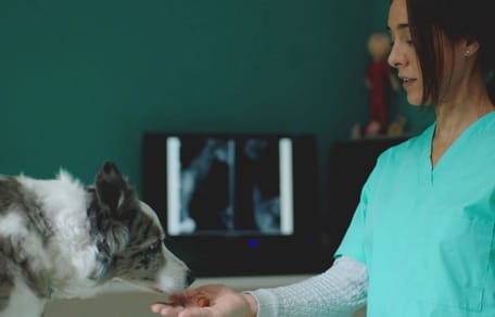 pastillas para desparasitar perros