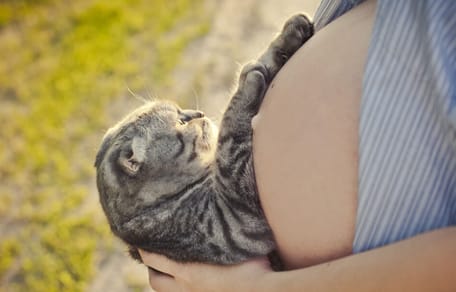 gato toca la barriga de una embarazada