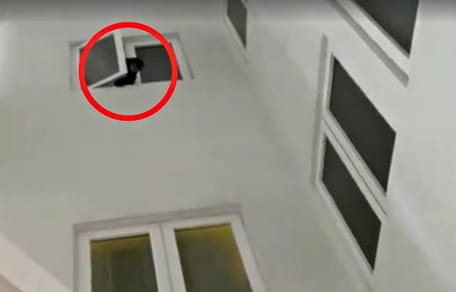 Das Tier schaut aus dem Fenster