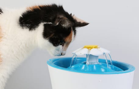 fuente para gatos