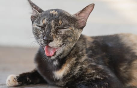evitar golpe de calor en gatos