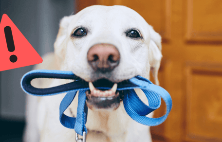 Hund mit Leine im Maul