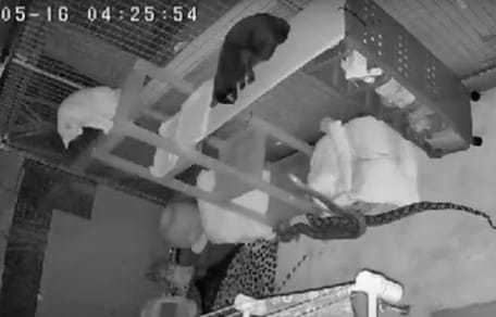 Schlange pirscht sich an Katzen an
