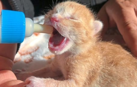 Katzenbaby bekommt das Fläschchen.