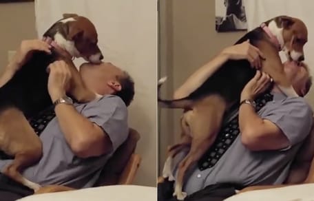 pies całuje mężczyznę