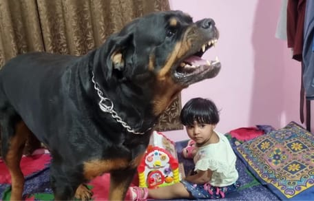 rottweillerconbebe