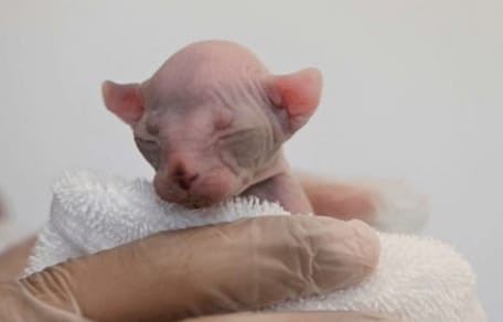 Ein kleines Tierkind ohne Fell.