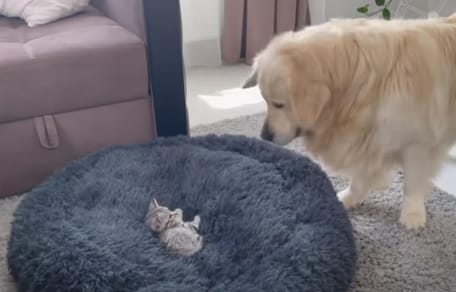 Golden Retriever sieht die Katze.