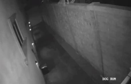 camara vigilancia refugio perros