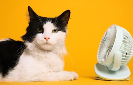 Können Katzen schwitzen?