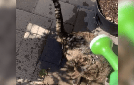 Katze im Garten