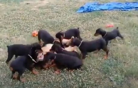 Deutscher Schäferhund und Dobermann-Welpen