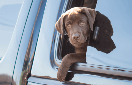 Hund schaut aus Autofenster