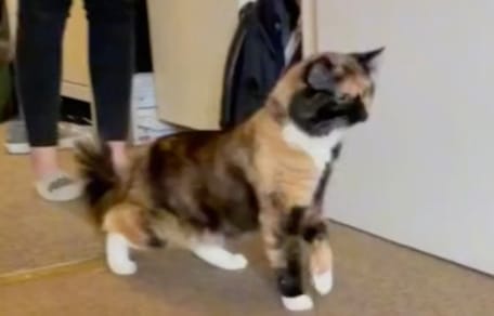Katze schaut misstrauisch