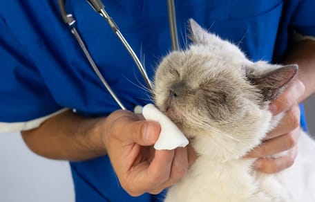 veterinario limpia mocos gato