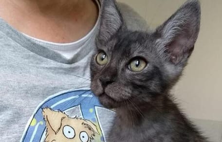 Kater Smokey
