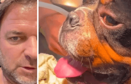Französische Bulldogge beim Tierarzt