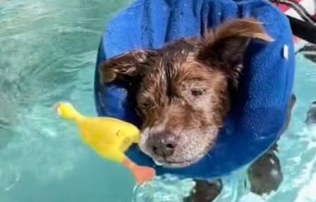 Schwimmende Hündin Chewie