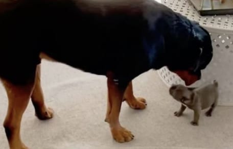Rottweiler i frenchie