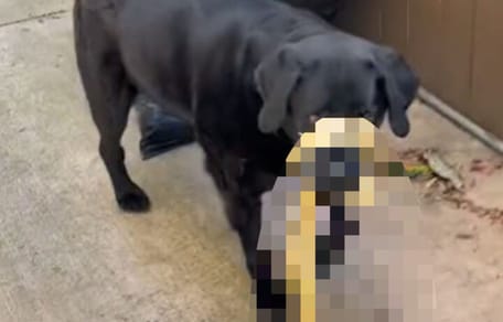 schwarzer Hund mit Schlange um die Schnauze