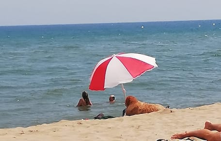 perro bajo sombrilla playa