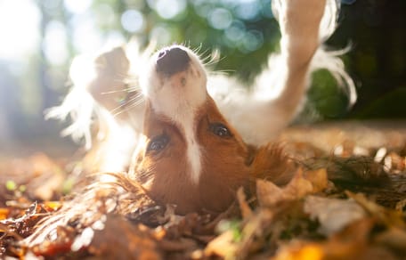 Hund im Laub