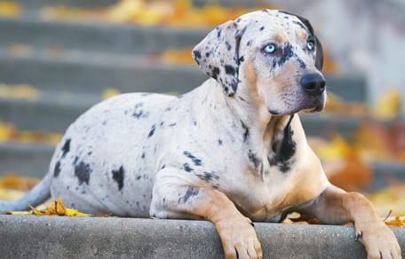 Louisiana Catahoula Leopard Dog Rasseportrait