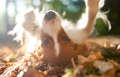 cane nel bosco a settembre