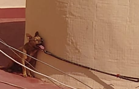 perro torrevieja atado en la terraza