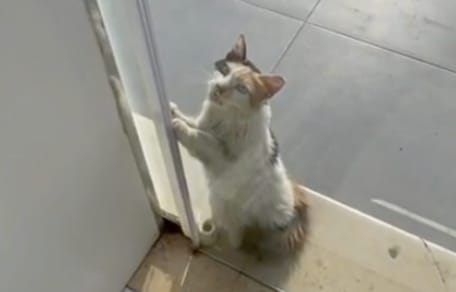 Saudi-Arabien: TikTok-Video mit bettelndem Kater bewegt Tausende