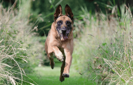 Cane da pastore belga che corre nell'erba