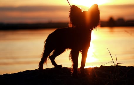 Hund im Sonnenuntergang am Meer.