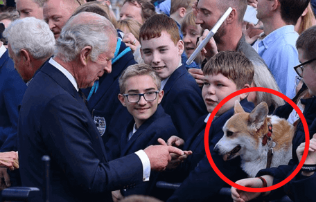 King Charles streichelt Hund