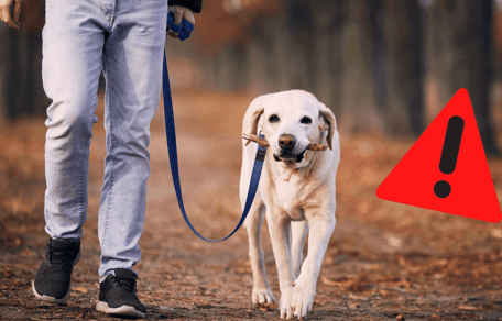 Hunde läuft neben Halter.