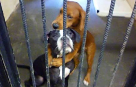 Zwei Hunde umarmen sich