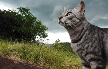 I gatti hanno paura del temporale