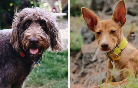 razas de perros españoles