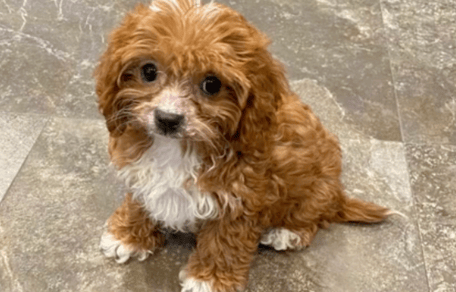 Cavapoo-Welpe