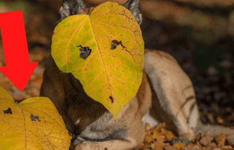 Zwei Tiere mit Blättern vor dem Gesicht