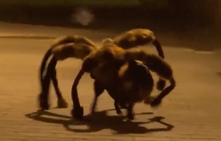 Riesiges Spinnennetz und schwarzer Fleck am Boden