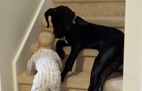 Baby und schwarze Dogge