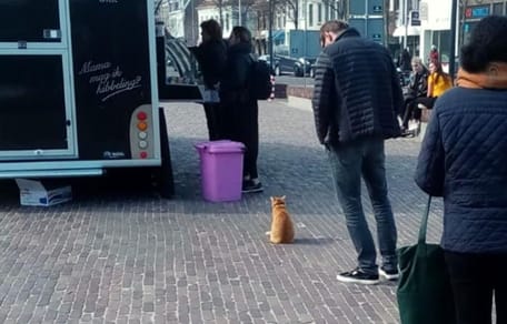 gata en la cola de la pescaderia