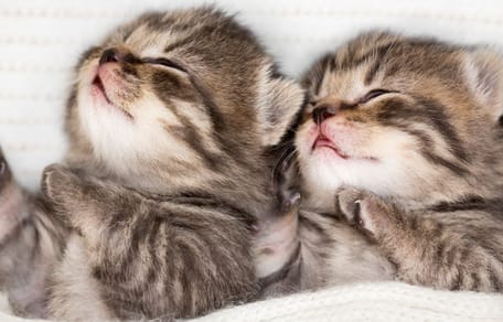 Verwaiste Babykatzen gefunden