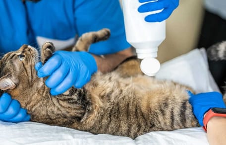 miedo al veterinario