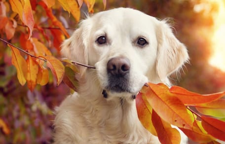cane con foglia autunnale a novembre in bocca