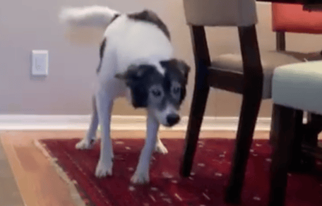 Frauchen besucht alten Hund