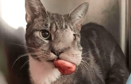 Katze mit Tumor