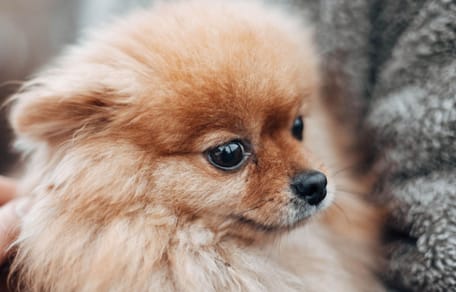 cane trema in braccio al padrone